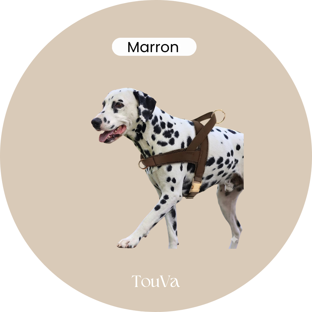 Harnais pour chien anti-traction
