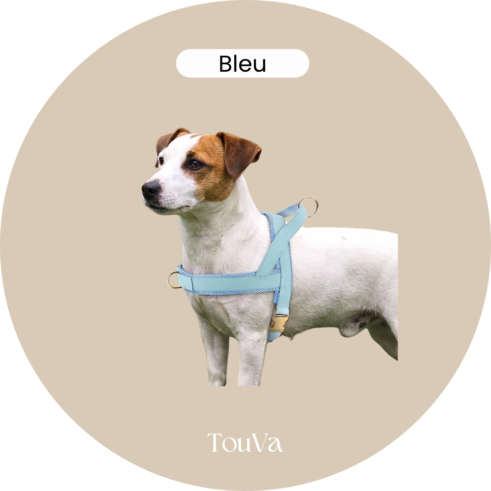 Harnais pour chien anti-traction