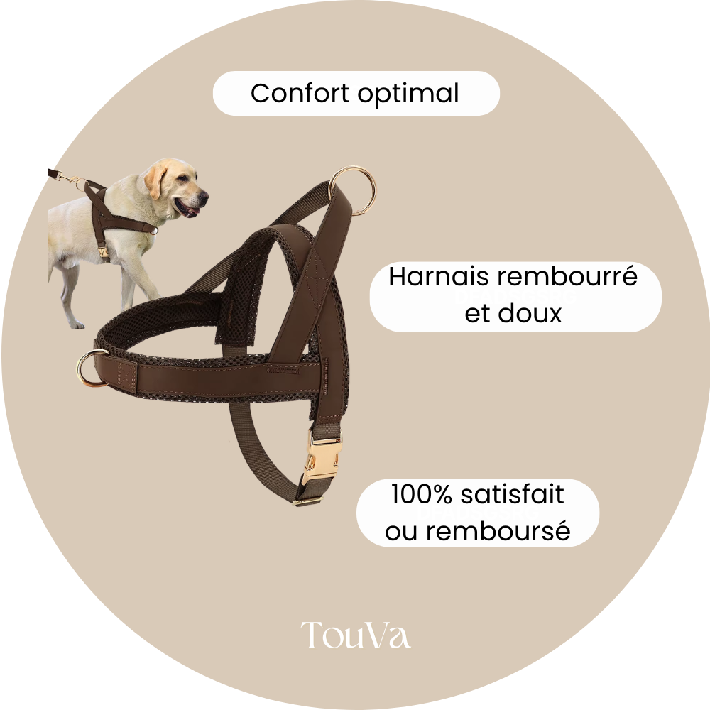 Harnais pour chien anti-traction
