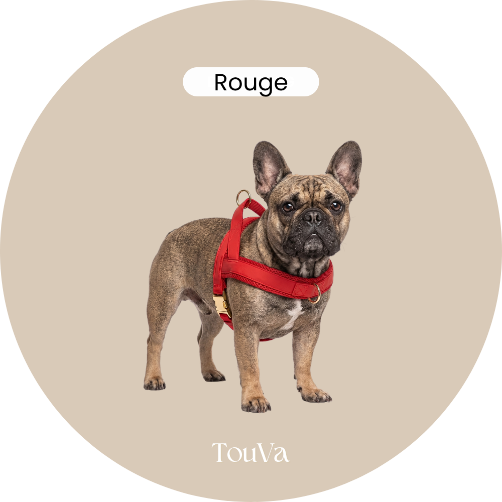 Harnais pour chien anti-traction