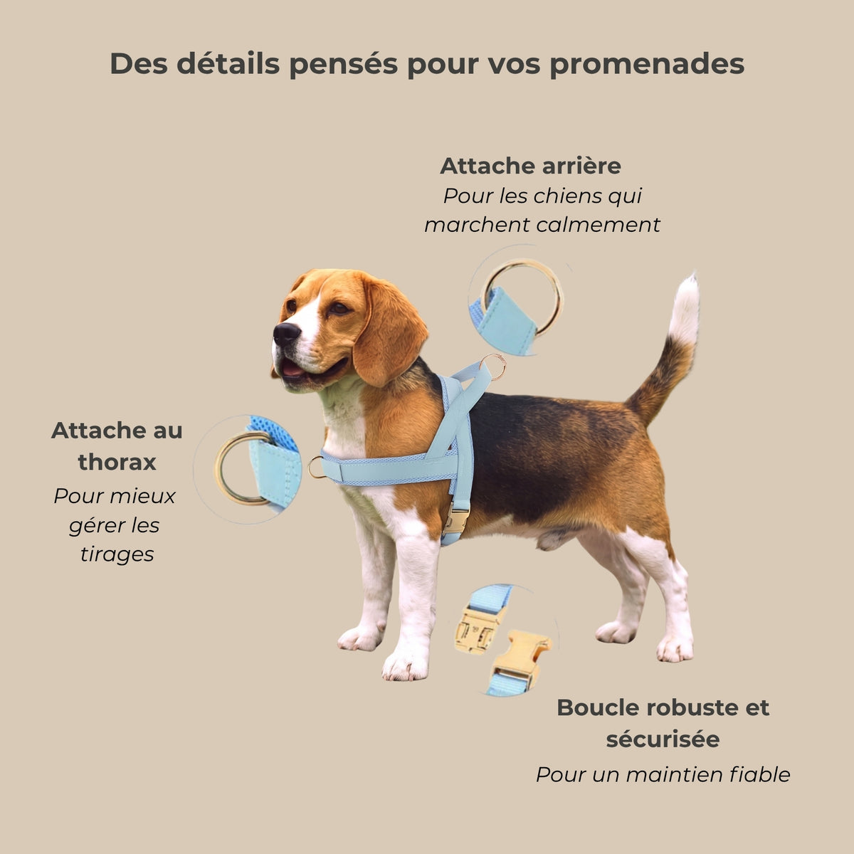 Harnais anti-traction TouVa personnalisé + laisse assortie