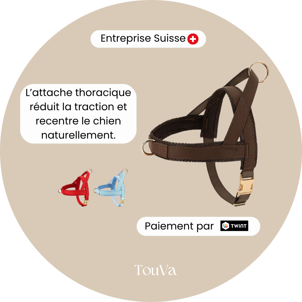 Harnais pour chien anti-traction
