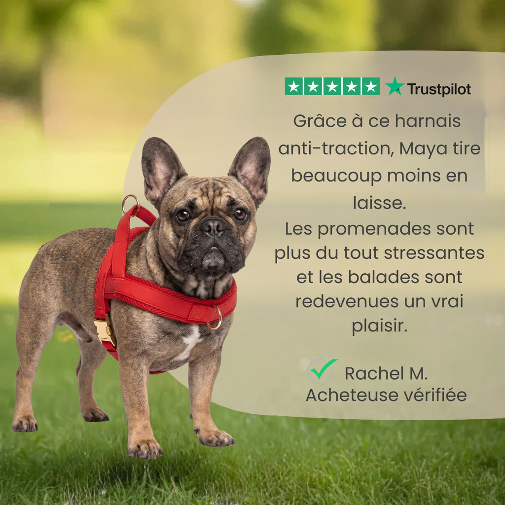 Harnais pour chien anti-traction