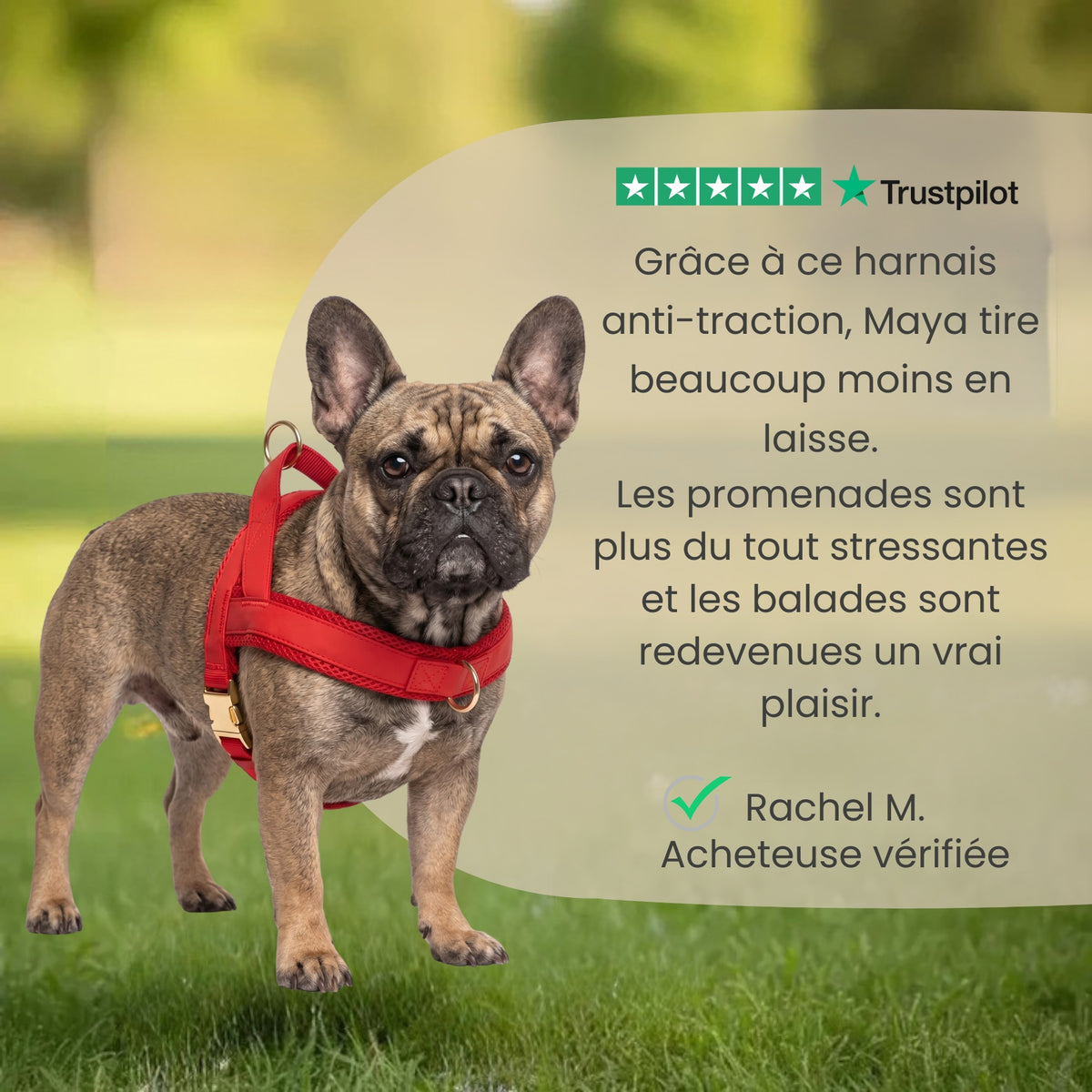 Harnais anti-traction + laisse assortie