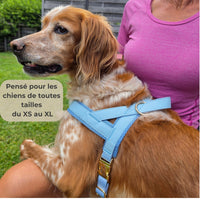 Harnais anti-traction TouVa personnalisé + laisse assortie